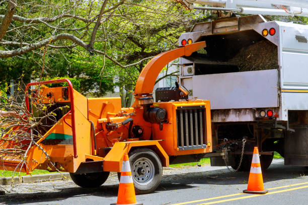 Best Utility Line Clearance  in Ashland, VA